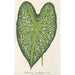 Caladium mirabile - Charles Antoine Lemaire — visning af kunstværket