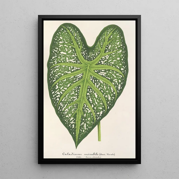 Charles Antoine Lemaire - Caladium mirabile.webp
