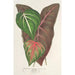 Reproduktion af maleriet Caladium varits - Charles Antoine Lemaire