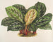 Calathea Maranta hiéroglyphique - Charles Antoine Lemaire — visning af kunstværket