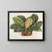 Calathea Maranta hiéroglyphique - Charles Antoine Lemaire — indrammet kunstværk på væggen