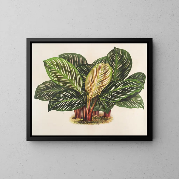 Calathea Maranta hiéroglyphique - Charles Antoine Lemaire — indrammet kunstværk på væggen