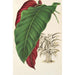 Calathea arrecta - Charles Antoine Lemaire — visning af kunstværket