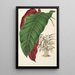 Calathea arrecta - Charles Antoine Lemaire — indrammet kunstværk på væggen