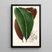 Calathea pacifica - Charles Antoine Lemaire — visning af kunstværket