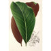 Calathea pacifica - Charles Antoine Lemaire — indrammet kunstværk på væggen