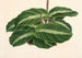 Calathea undulata - Charles Antoine Lemaire — visning af kunstværket