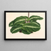 Calathea undulata - Charles Antoine Lemaire — indrammet kunstværk på væggen