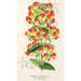 Reproduktion af maleriet Calceolaria pisacomensis - Charles Antoine Lemaire
