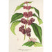 Reproduktion af maleriet Callicarpa purpurea - Charles Antoine Lemaire