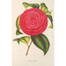 Camellia Adriana - Charles Antoine Lemaire — visning af kunstværket