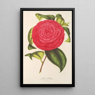 Charles Antoine Lemaire - Camellia Adriana.webp
