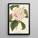 Reproduktion af maleriet Camellia Angelo Cocchi - Charles Antoine Lemaire