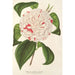 Reproduktion af maleriet Camellia Angelo Cocchi - Charles Antoine Lemaire