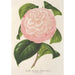 Reproduktion af maleriet Camellia Archiduc Étienne - Charles Antoine Lemaire