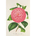 Camellia Baron de Vrière - Charles Antoine Lemaire — visning af kunstværket