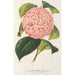 Camellia Bella Romana - Charles Antoine Lemaire — visning af kunstværket