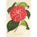 Reproduktion af maleriet Camellia Cariotta Peloso hybrid - Charles Antoine Lemaire