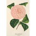 Camellia Caterina Rossi - Charles Antoine Lemaire — visning af kunstværket