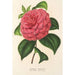 Camellia Clodia - Charles Antoine Lemaire — visning af kunstværket