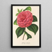 Camellia Clodia - Charles Antoine Lemaire — indrammet kunstværk på væggen