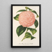 Reproduktion af maleriet Camellia Comte de Toll - Charles Antoine Lemaire
