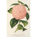Reproduktion af maleriet Camellia Comte de Toll - Charles Antoine Lemaire