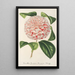 Reproduktion af maleriet Camellia Comtesse Lavinia Maggi - Charles Antoine Lemaire