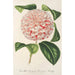 Reproduktion af maleriet Camellia Comtesse Lavinia Maggi - Charles Antoine Lemaire