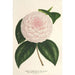 Camellia Constantin Trtiakoff hybrid - Charles Antoine Lemaire — visning af kunstværket