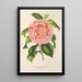 Reproduktion af maleriet Camellia Contessa Pasolini - Charles Antoine Lemaire