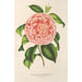 Reproduktion af maleriet Camellia Contessa Pasolini - Charles Antoine Lemaire