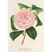 Camellia Contessa Tozzoni - Charles Antoine Lemaire — visning af kunstværket
