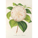 Camellia Cora L Barton - Charles Antoine Lemaire — visning af kunstværket