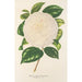 Camellia Dionisia Poniatowski - Charles Antoine Lemaire — visning af kunstværket