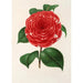 Camellia Don Carlos Ferdinando - Charles Antoine Lemaire — visning af kunstværket