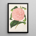 Reproduktion af maleriet Camellia Duchesse de Nassau - Charles Antoine Lemaire