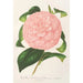 Reproduktion af maleriet Camellia Duchesse de Nassau - Charles Antoine Lemaire