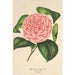 Camellia Elvina Delli - Charles Antoine Lemaire — visning af kunstværket