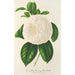 Camellia Fanny Sanchioli - Charles Antoine Lemaire — visning af kunstværket