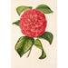 Camellia Francesco Burlamachi - Charles Antoine Lemaire — visning af kunstværket