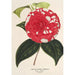 Camellia Giardino Santarelli - Charles Antoine Lemaire — visning af kunstværket