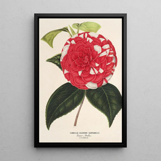 Charles Antoine Lemaire - Camellia Giardino Santarelli.webp