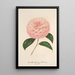 Reproduktion af maleriet Camellia Giardino Schmitz - Charles Antoine Lemaire