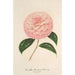 Reproduktion af maleriet Camellia Giardino Schmitz - Charles Antoine Lemaire