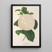 Reproduktion af maleriet Camellia Giuseppe Biasi - Charles Antoine Lemaire