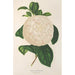 Reproduktion af maleriet Camellia Giuseppe Biasi - Charles Antoine Lemaire