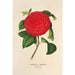 Reproduktion af maleriet Camellia Il Giogello - Charles Antoine Lemaire
