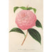 Camellia Isabella Orsini Franchetti - Charles Antoine Lemaire — visning af kunstværket