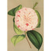 Camellia Luisa Bartoloni - Charles Antoine Lemaire — visning af kunstværket
